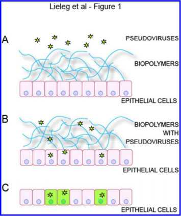 Biomacromolecules：猪胃<font color="red">粘液</font>是一种有效的抗病毒试剂
