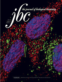 <font color="red">JBC</font>：研究人员确定可能治疗炭疽的新靶标
