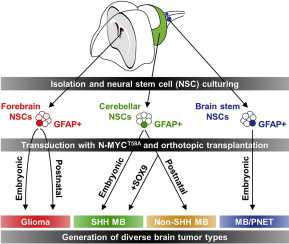 Cancer Cell：MYCN的时空性转录差异决定脑瘤类型