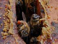 PLoS One：研究证实蜜蜂可对抗真菌 自我医疗