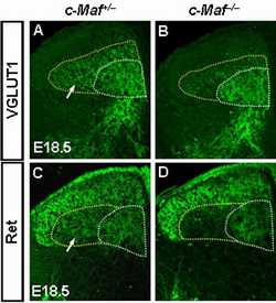 J. Neurosci.：发现转录因子c-Maf调控脊髓背角及背根神经节中机械感觉神经元的发育
