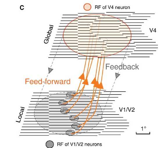 J Neurosci：王<font color="red">伟</font>等发现猕猴V4视区对真实和错觉轮廓方位感知不变性的加工处理
