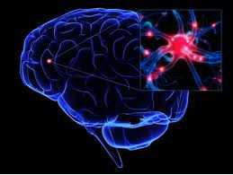 J Neurosci：脑震荡可致大脑功能障碍