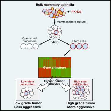 乳腺癌干细胞最新研究进展