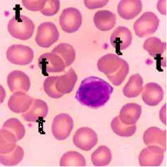 Blood：Rb及E2f8能够协同作用于造血作用