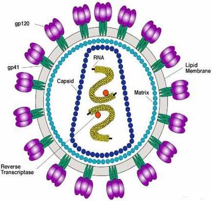 PLoS ONE：人初乳中分离出HIV-1单克隆抗体
