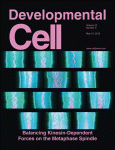 Dev Cell：Botch在神经元形成中发挥重要调节作用