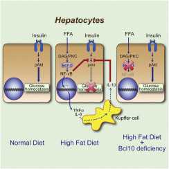 Cell Rep：BCL10是胰岛素抵抗的关键蛋白