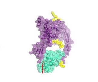 Science：Wnt家族<font color="red">蛋白</font>结构的解析为开发新抗癌药物提供希望