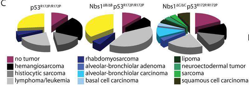 PNAS：癌症起源的新线索