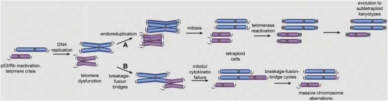 Cancer&#160;Cell:端粒损伤介导四倍体形成促发癌变