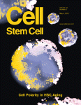 Cell Stem Cell：p53/p21在<font color="red">范</font><font color="red">可</font><font color="red">尼</font>氏<font color="red">贫血</font>病中的独特作用