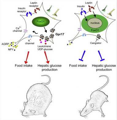 Cell：<font color="red">GPR</font>17受体可能成为肥胖的新靶点