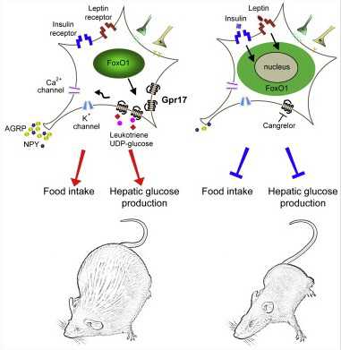 Cell：GPR17受体可能成为肥胖的新靶点