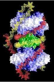 PNAS：蛋白质互作<font color="red">模型</font>或可以提供新的癌症疗法