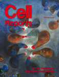 Cell Repo：FoxM1与乳腺癌发生的<font color="red">关系</font>