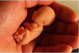 Nat Genetics：胚胎发育期的遗传组成或引发成年后肿瘤的发生
