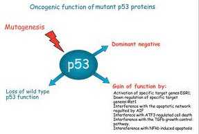 J Dis Mod & Mechan：p53在前列腺癌发展中的重要作用