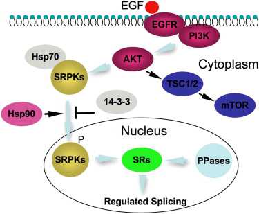 Mol Cell：靶向SRPK1酶的抗癌药物