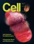 Cell：P53触发氧化应激中的细胞坏死