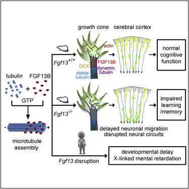 Cell：张旭发现FGF13调节神经极化和迁移过程