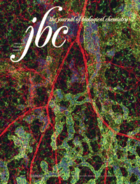 JBC：PTTG1癌基因促发乳腺癌上皮间质转化