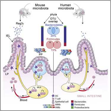 Cell：宿主特异性微生物丛诱导免疫系统成熟