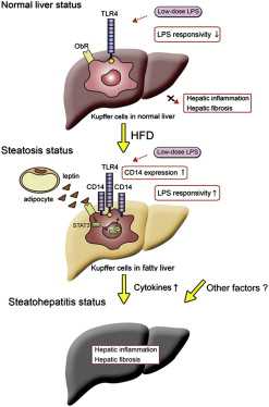 Cell Metab：瘦素可增强对LPS的反应敏感性，加速NASH发病过程