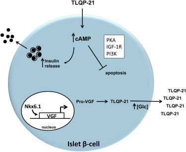 Cell Metab：<font color="red">VGF</font>的C端肽段TLQP-21或可治疗二型糖尿病