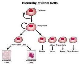Stem Cell ：抗体捕获癌干细胞或成为癌症治疗新手段
