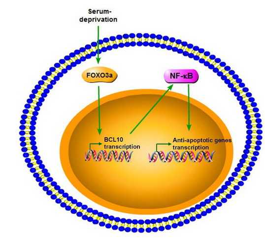 J Biol Chem：方<font color="red">靖</font>等揭示FOXO3a基因在肿瘤中作用研究的新进展