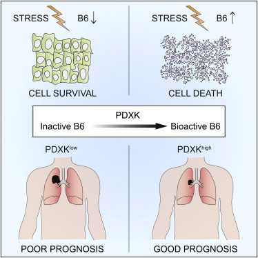 Cell Reports：新标记物PDXK预测非小细胞肺癌<font color="red">化疗</font>疗效