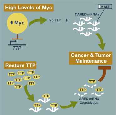 Cell：蛋白TTP抑制Myc引发的<font color="red">淋巴瘤</font>