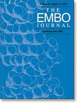 EMBO J：中断癌细胞与非癌变细胞双向沟通抑制肿瘤转移