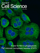 J Cell Sci：癌症<font color="red">热</font><font color="red">疗</font>研究获新突破