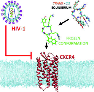 <font color="red">Angew</font> Chem Int Edit：一种增强药物抗HIV活性的潜在分子