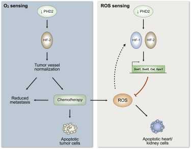 Cancer Cell：阻断氧气传感分子PHD2可显著降低化疗副作用
