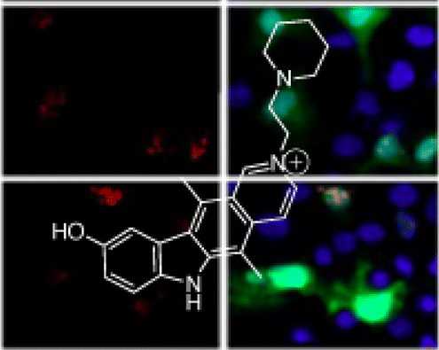 ACS Chem Biol ：治疗脆性X染色体综合征疾病的新型分子