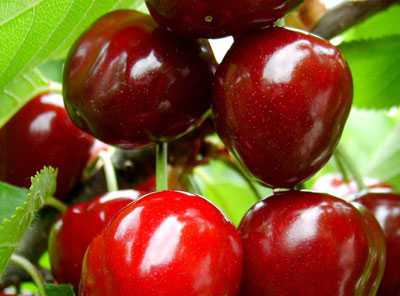 Arthritis Rheum：摄入樱桃或樱桃提取物降低痛风发作风险