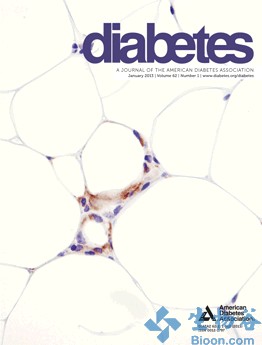 Diabetes：软脂酸/油酸比例与女性糖尿病发病风险呈正相关