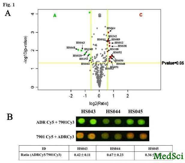 J BIOL CHEM：转录因子CUTL1在<font color="red">胃癌</font>多药耐药发生发展中起重要作用
