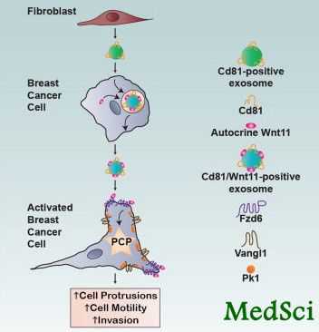 Cell：解析癌症扩散机理