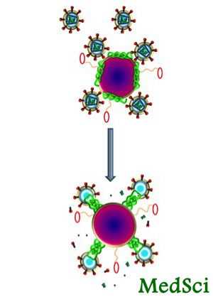 Antivir Ther:蜂刺毒素可杀死<font color="red">艾滋病毒</font>