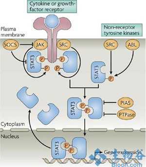 Cancer Res：科学家设计出可干扰致癌蛋白STAT3的小分子