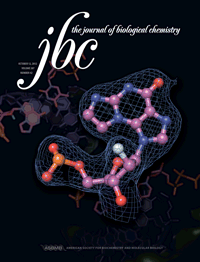 JBC：<font color="red">细胞</font>中蛋白凝集或可导致疾病