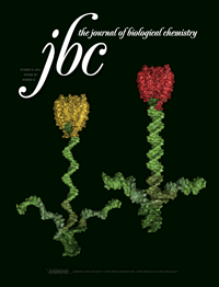 JBC && BBRC：低水平<font color="red">肺</font><font color="red">蛋白</font>Fut8增加吸烟诱导的肺气肿