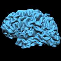 PNAS：新研究表明吃熟食导致人类拥有更大的大脑