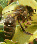 PLoS ONE：蜜蜂<font color="red">分泌物</font>2-庚酮可用于局部麻醉