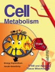 Cell Metab：挑战常规，小鼠研究证实胰岛素导致肥胖