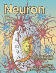 Neuron：<font color="red">改变</font>神经调节素1的水平可以逆转精神分裂症<font color="red">样</font>表型